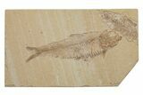 Multiple Fossil Fish (Knightia) Plate - Wyoming #217684-1